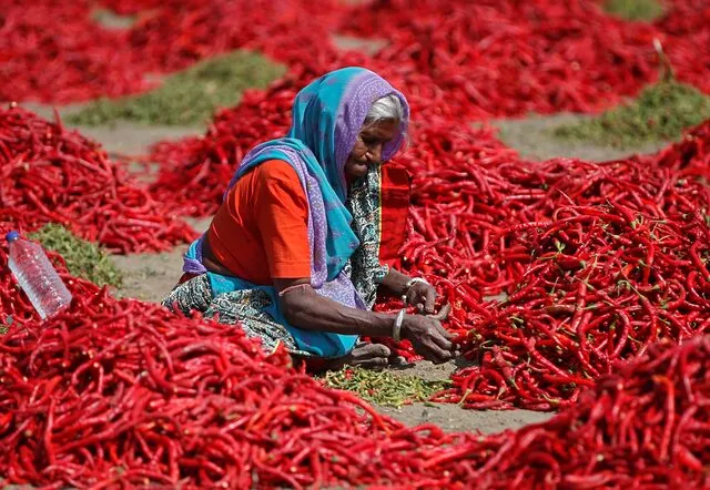 Red Chili Field